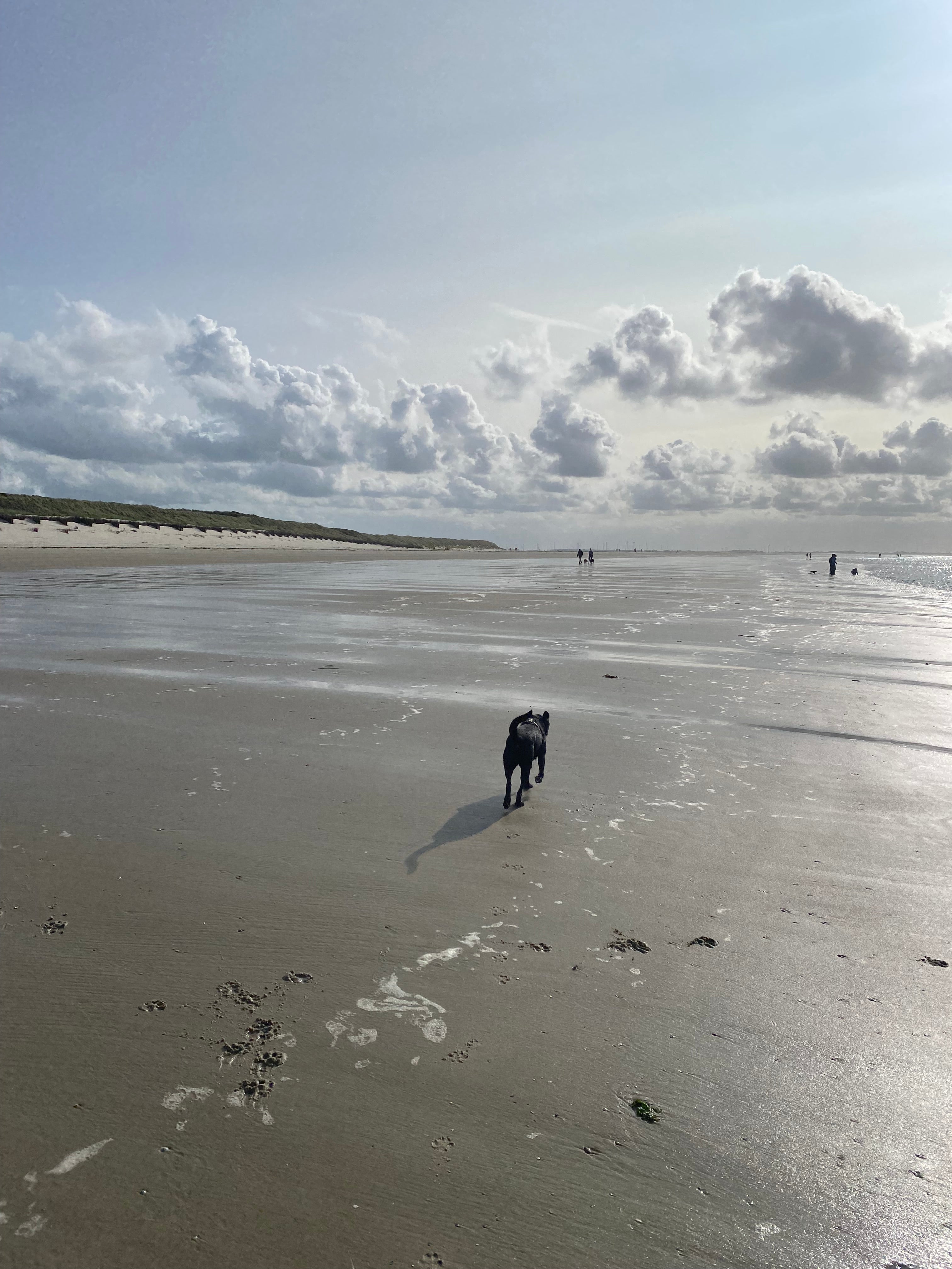 Hund am Strand am spielen