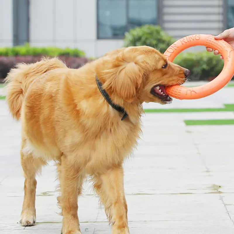 Hundespielzeug / Spielring